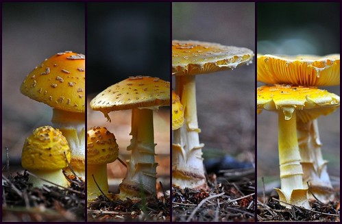 summer macro nature mushroom collage fdsflickrtoys fungus d300 afsvrmicronikkor105mmf28gifed macromarvels