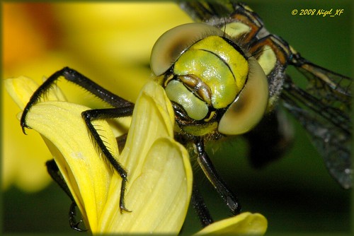 nikon dragonfly d70s nikond70s nigel libelle theperfectphotographer goldstaraward ilovemypics nigelxf