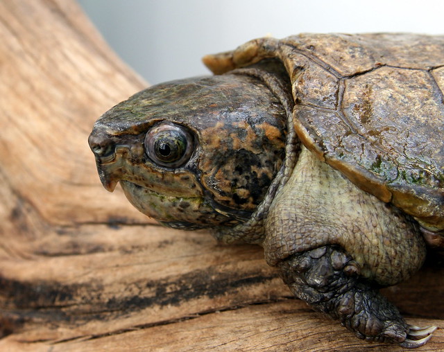 Big-headed turtle | Flickr - Photo Sharing!