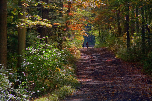 autumn trees fall nature colors leaves woods julie path paige flickr:userid=86165466n00