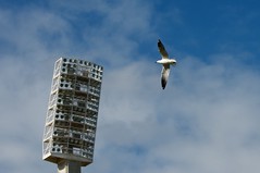 Seagulls at the WACA