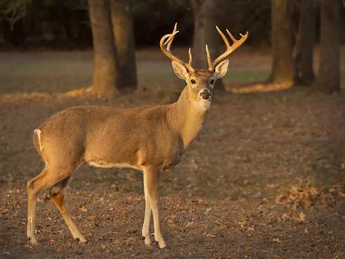 roy austin texas wildlife doe deer roundrock canoneos30d canonef70200f4lusm motleypixel niswanger