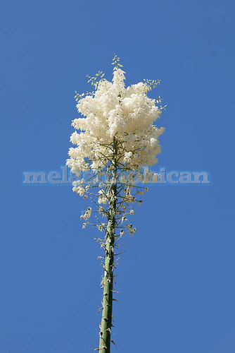 california park sky usa mountain plant flower color green nature beautiful america outdoors view desert scenic large national bloom tall wildflower stalk yucca blooming flowerhead chaparral whipplei hesperoyucca