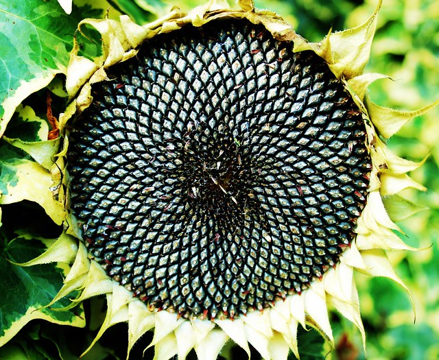sunflower seed head | Flickr - Photo Sharing!