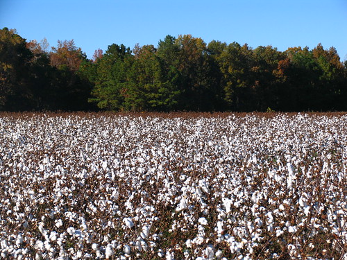 northcarolina cotton 2008
