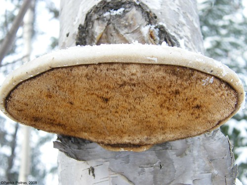 mushrooms fungi québec fungus mycology champignons piptoporusbetulinus abitibitémiscamingue mycologie polyporedubouleau