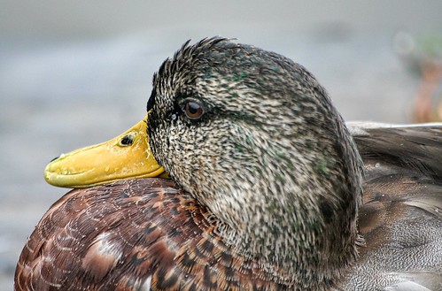 uk england bird eye duck unitedkingdom beak feathers mallard drake juvenile bexhill egertonpark larigan phamilton