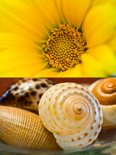 ocean california sea shells flower nature yellow seashells canon garden photography virginia flickr earth v rebelxt paradox canon100mmmacro virgie the99 pinoykodakero theperfectphotographer imago2007