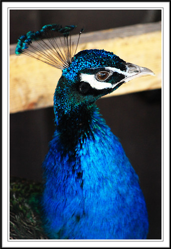 ontario canada bird nikon farm peacock milton soe d40 haltonhills springridge impressedbeauty cans2s theunforgettablepictures