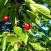 cherries growing wild on cornell st.   DSC01409