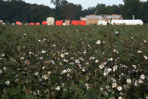 geotagged louisiana unitedstates evacuation gustav cotton tanks cottonfield boll jonesville geo:lat=3161130778 geo:lon=9176101122