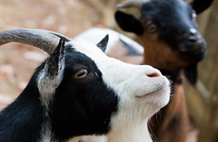 Goats at La Vallée des Singes