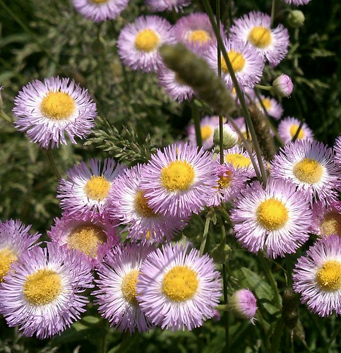 pink daisies hayfield