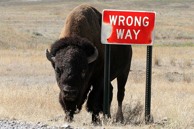 Good for a Back Rub (Bison bison)