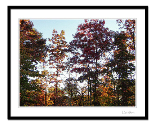 autumn trees colors sunrise foliage springandfall homeonabingdoncourt pse6
