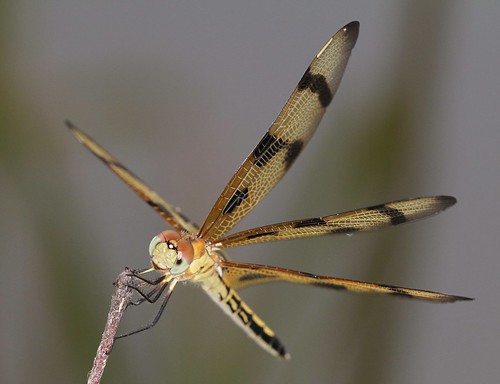 male dragonfly northcarolina picnik richmondcounty halloweenpennant celithemiseponina ellerbe afjranch