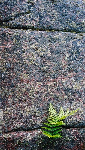 fern nature rock geotagged leaf shastan geo:lat=44769162 geo:lon=76687317