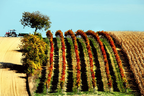 autumn red orange tree fall leaves yellow gold vineyard wine vine explore 86 grape