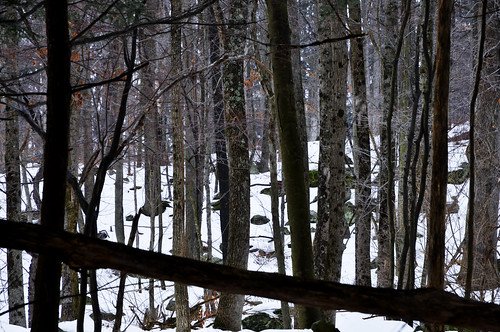 winter snow forest geotagged pennsylvania pa hdr honesdale mudpig stevekelley honesdalepa himalayaninstitute