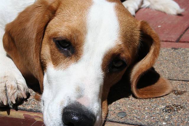 One Beagle Cute