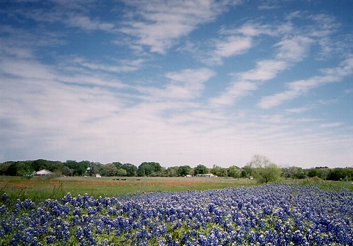 flower film geotagged spring flora texas bluebonnet wildflowers bluebonnets lupine filmscan stateflower texaswildflowers lupinustexensis washingtoncounty texasstateflower