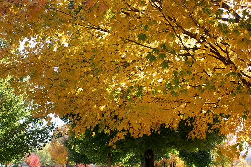 autumn mountains color fall leaves harrison foliage arkansas ozark maplewoodcemetery 450d