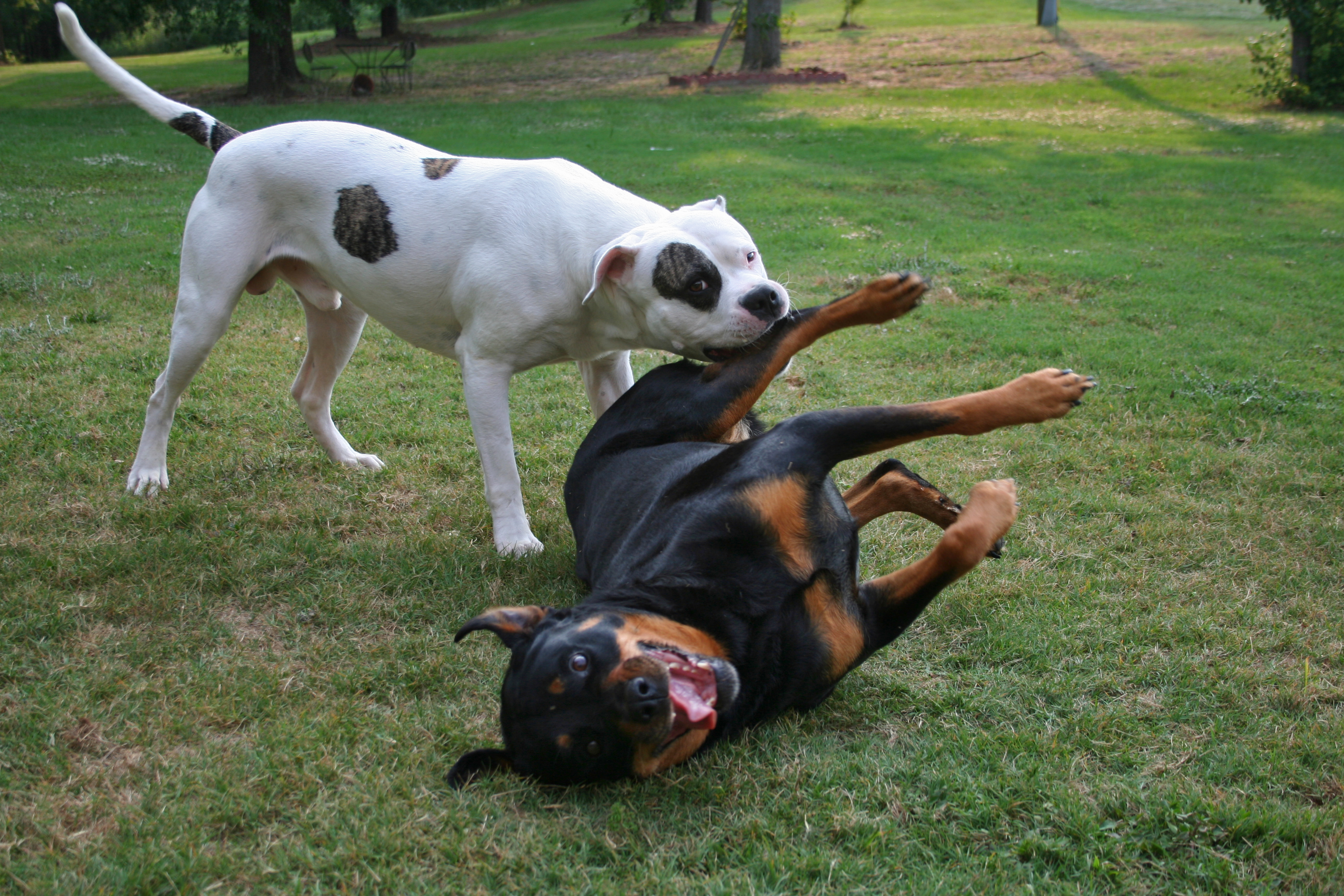 NOM! American Bulldog Rottweiler Fight ) Flickr