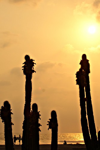 sunset sea cactus beach mexico sand waves michoacan between ticla