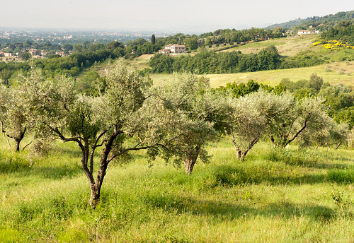 morning travel italy sunrise landscapes countryside europe perugia umbria olivetrees georgebladon gbpixcouk