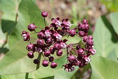 Asclepias cordifolia Purple Milkweed