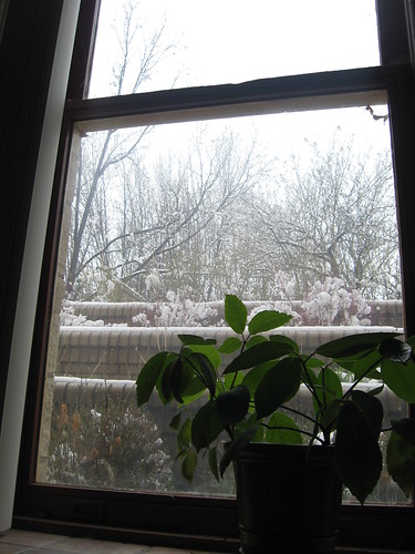 trees snow plant ice window bricks pot