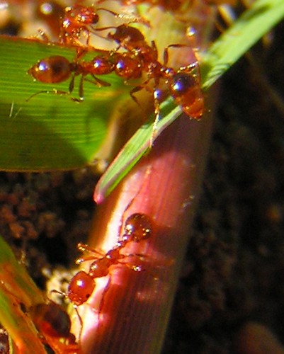 fire ants-cropped 2