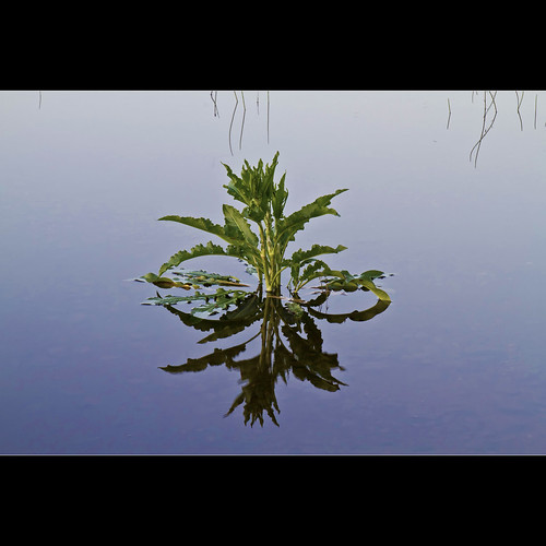 plant reflection water peace sweden tranquility reflexion contemplation waterplant eos7d