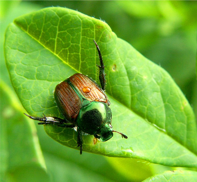 Iridescent Beetle | Flickr - Photo Sharing!