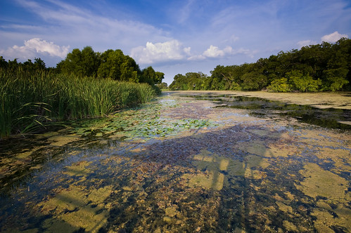 landscape texas swamp marsh sanmarcos wetland springlake sigma1020mm nikond40 top20texas bestoftexas