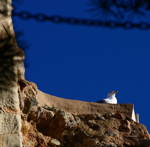 sea bird rock mar mediterraneo village view seagull pueblo costabrava tossademar