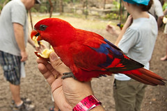 Lory Parrot