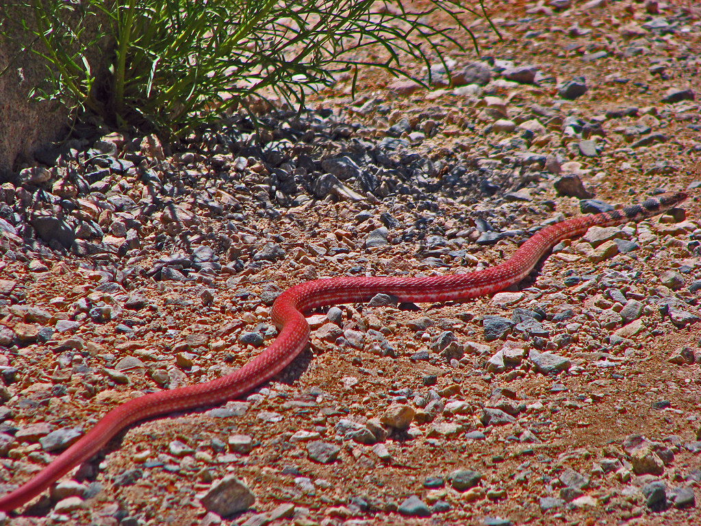 Joshua Tree National Park, CA-Springtime-Non-Poisonous Red Racer Snake- "PSSSSSSSSSS"