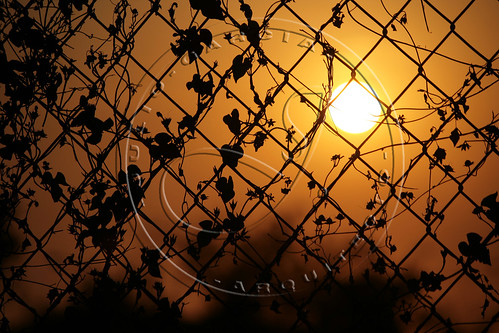 sun sol leaves sunrise canon hojas eos rebel amanecer blackhearts xti corazonesnegros 55250mm