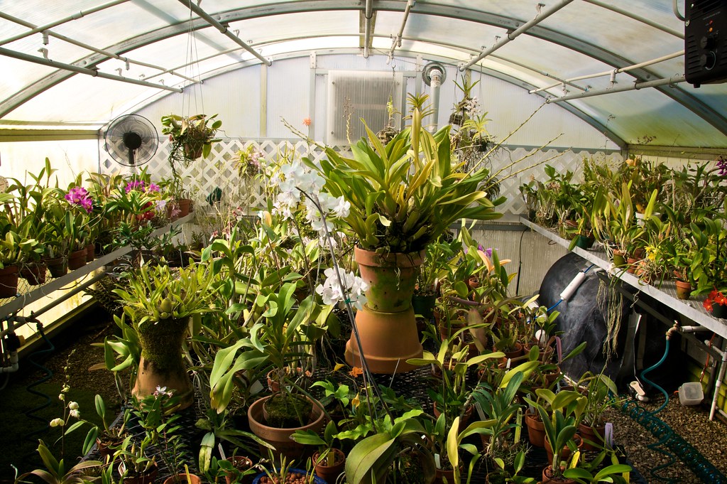 Beth's Orchid Greenhouse