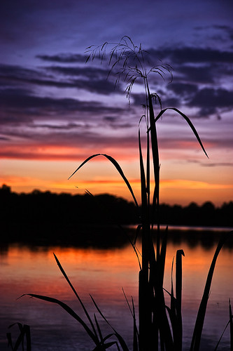 sunset sky sun lake 20d reed water canon spiders explore kingwood lakehouston atascocita caseymorris