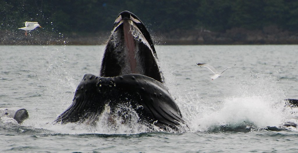 Humpback whale Juneau Alaska