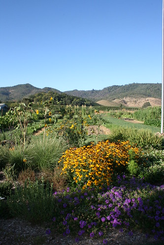 blue sky flower yellow garden french golden day purple clear laundry sunflowers 100views the yountville