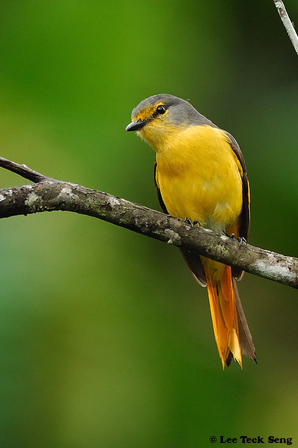 Fiery minivet