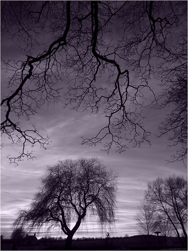 trees winter sunset bw canal dusk wideangle olympus oxford e3 explored 1260mm thruppbasin