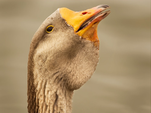 bird roy austin texas wildlife goose roundrock foul canoneos30d canonef70200f4lusm motleypixel niswanger rgmfc
