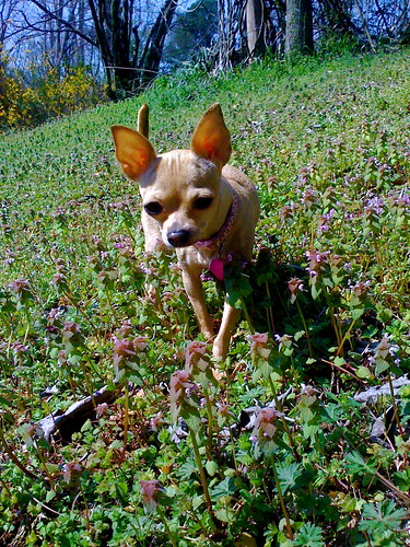 flowers light portrait dog pet sun sunlight plant chihuahua tree green home dogs beautiful look grass leaves sunshine weather animals yard mississippi garden puppy walking outside happy lights leaf spring jump jumping paw furry view legs head tail hill joy steps ground stare wag greenery doggy paws hillside 2008 gaze littledog bluff peer shrubbery wagging faceshot iphone greengrass tinydog grassblades dogears hindlegs desotocounty chihuahuaface