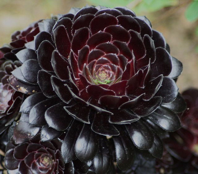 Black & Maroon Flower | Flickr - Photo Sharing!