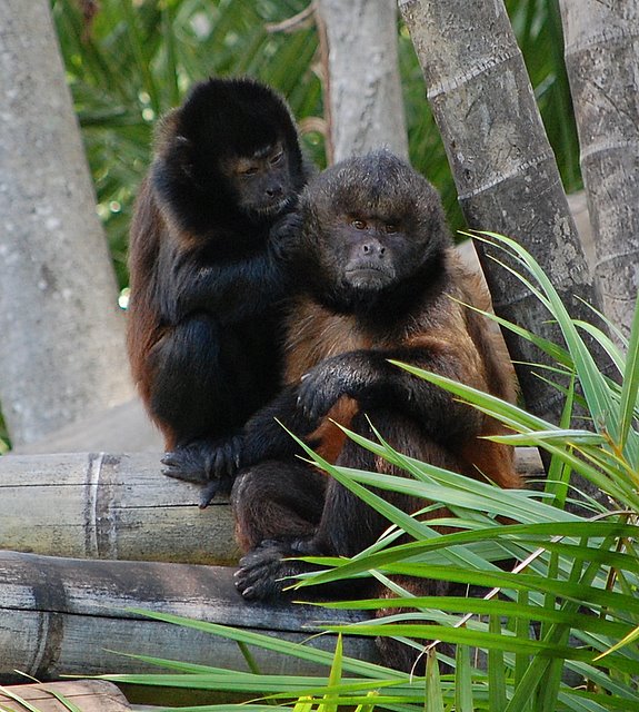 Nit Picking ( Crested Capuchin Monkeys)