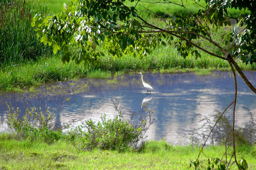 lake nature birds creek garça